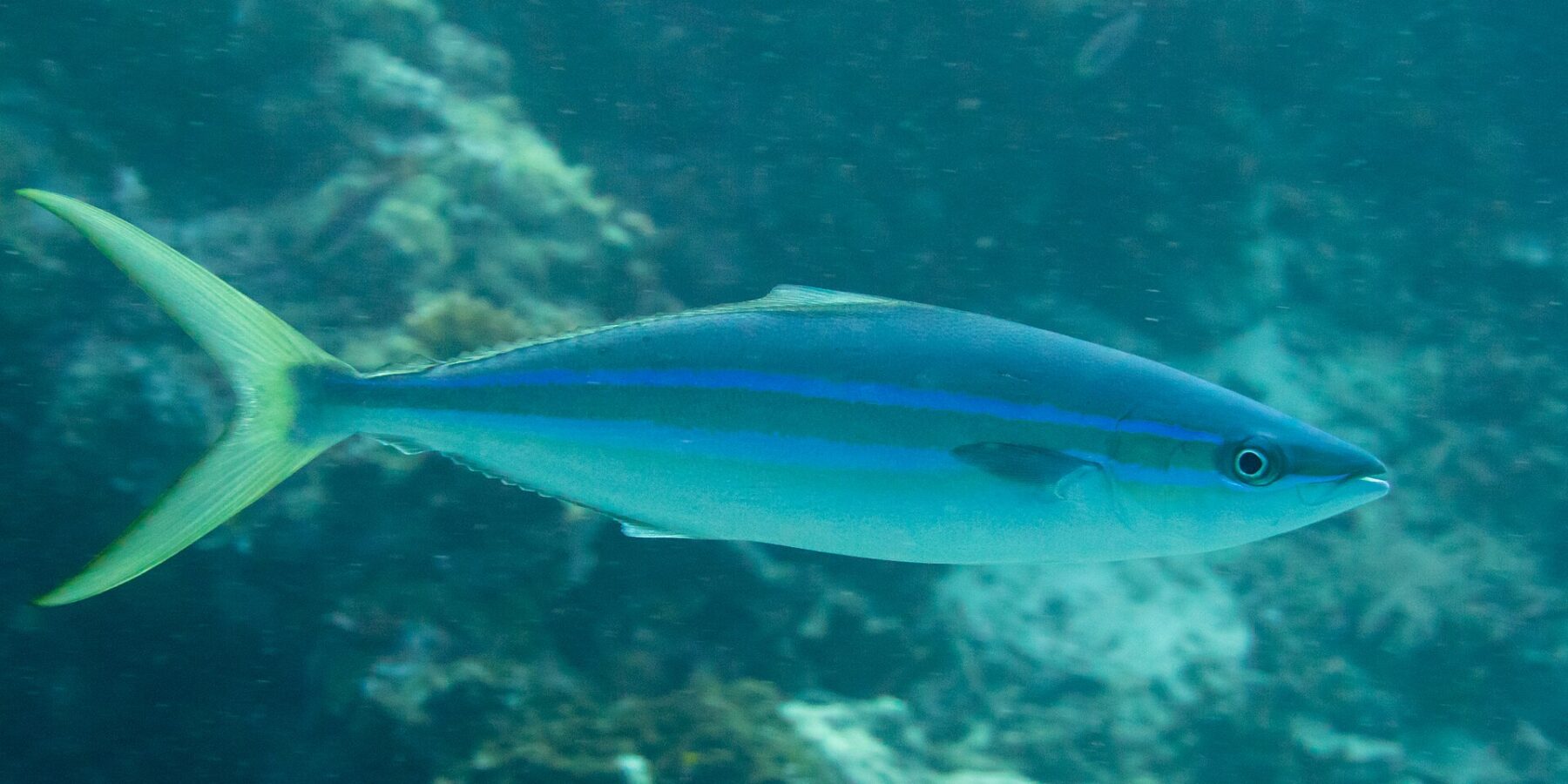 Eine Regenbogenmakrele schwimmt im Profil über einem Riff: langer, spindelförmiger Körper, dunkelblauer Rücken, zwei leuchtend blaue Linien mit einem olivfarbenen Band dazwischen auf der Flanke, weißer Bauch, tief gegabelte gelbgrüne Schwanzflosse