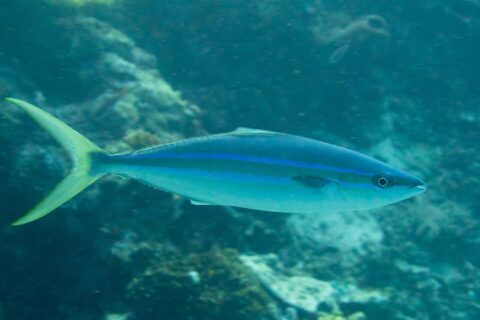 Eine Regenbogenmakrele schwimmt im Profil über einem Riff: langer, spindelförmiger Körper, dunkelblauer Rücken, zwei leuchtend blaue Linien mit einem olivfarbenen Band dazwischen auf der Flanke, weißer Bauch, tief gegabelte gelbgrüne Schwanzflosse