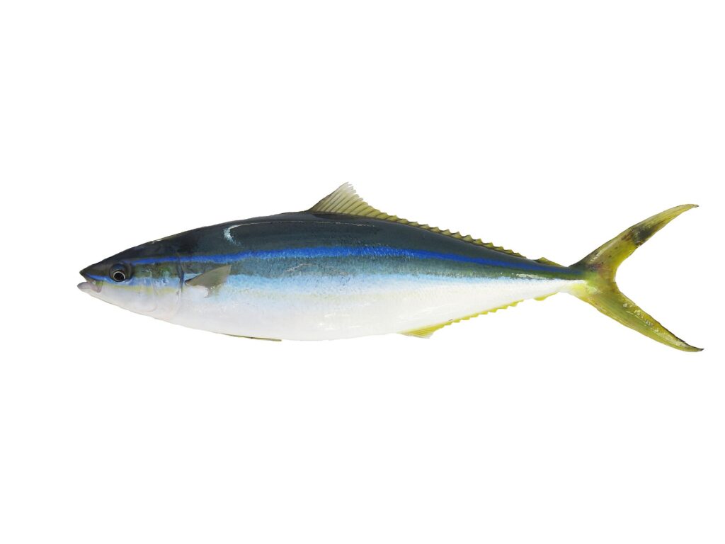 Eine ganze Regenbogenmakrele auf weißem Grund, im Profil: dunkel blaugrüner Rücken, leuchtend blaue Linie auf der Flanke, weißer Bauch, lange, niedrige Rücken- und Afterflosse, gegabelte gelbgrüne Schwanzflosse