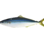 Eine ganze Regenbogenmakrele auf weißem Grund, im Profil: dunkel blaugrüner Rücken, leuchtend blaue Linie auf der Flanke, weißer Bauch, lange, niedrige Rücken- und Afterflosse, gegabelte gelbgrüne Schwanzflosse