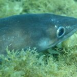 Ein Meeraal liegt ausgestreckt auf Algengrund, den Kopf rechts: glatte, schuppenlose, bläulich graue Haut, großes silbern umrandetes Auge, kegelförmiger Kopf mit über den Unterkiefer ragendem Oberkiefer, einige kleine weiße Punkte entlang der Flanke.