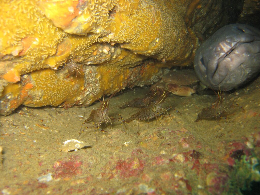 In einem Wrack ragt rechts der große graue Kopf eines Meeraals frontal aus einem Loch, dicke Lippen und geschlossenes Maul; davor laufen mehrere braun gestreifte Garnelen über das Sediment, und ein Krebs sitzt im Schatten.