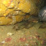 In einem Wrack ragt rechts der große graue Kopf eines Meeraals frontal aus einem Loch, dicke Lippen und geschlossenes Maul; davor laufen mehrere braun gestreifte Garnelen über das Sediment, und ein Krebs sitzt im Schatten.