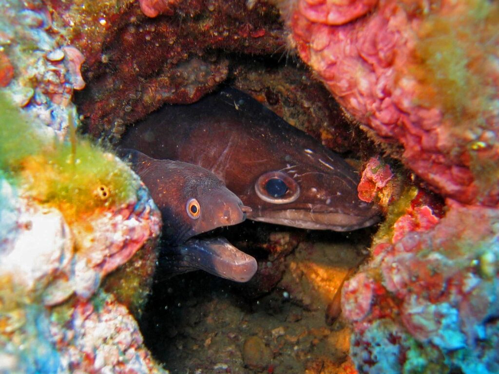 In einem Felsloch voller Rotalgen zwei Köpfe nebeneinander: links eine dunkelbraune Muräne mit offenem Maul und kleinem, orange umrandetem Auge, rechts ein brauner Meeraal mit großem, rundem Auge und langer, kegelförmiger Schnauze.