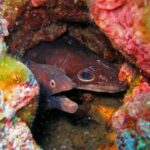 In einem Felsloch voller Rotalgen zwei Köpfe nebeneinander: links eine dunkelbraune Muräne mit offenem Maul und kleinem, orange umrandetem Auge, rechts ein brauner Meeraal mit großem, rundem Auge und langer, kegelförmiger Schnauze.