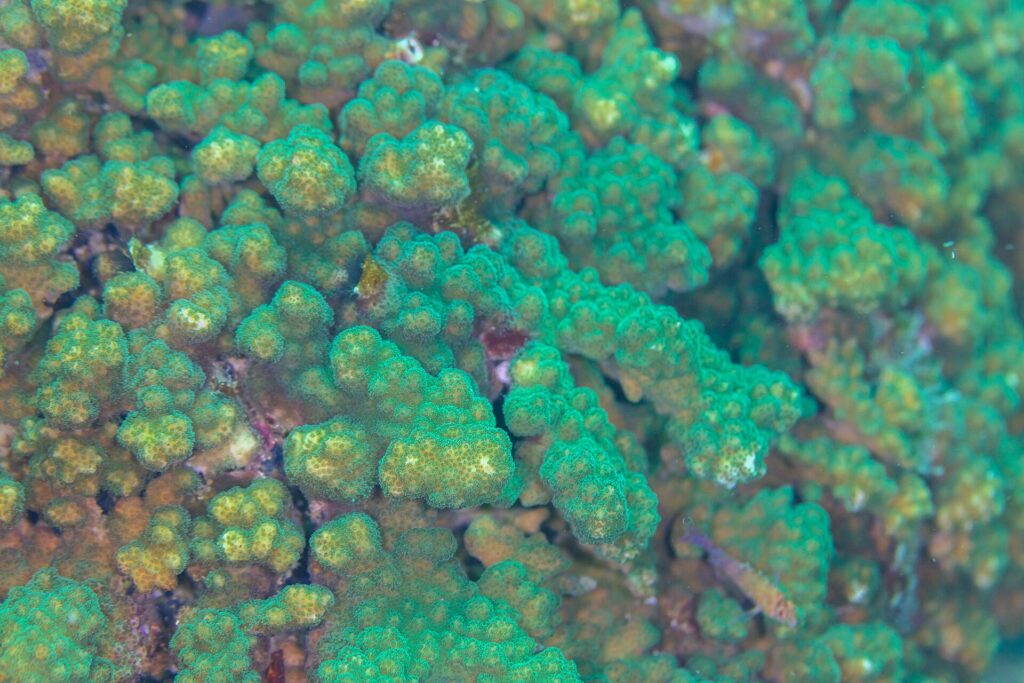 Nahaufnahme grüner und brauner Äste der Pocillopora-Koralle mit dicht stehenden Polypen, auf dem Riff von Cabo Pulmo