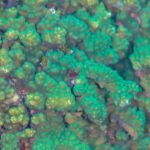 Nahaufnahme grüner und brauner Äste der Pocillopora-Koralle mit dicht stehenden Polypen, auf dem Riff von Cabo Pulmo
