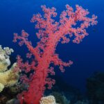 Eine rote Weichkoralle mit geöffneten Ästen ragt am Riff ins tiefe Blau