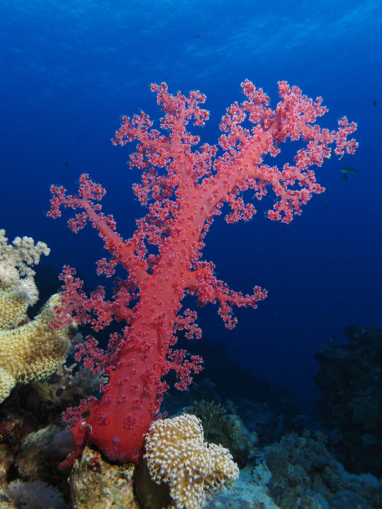 Eine rote Weichkoralle mit geöffneten Ästen ragt am Riff ins tiefe Blau