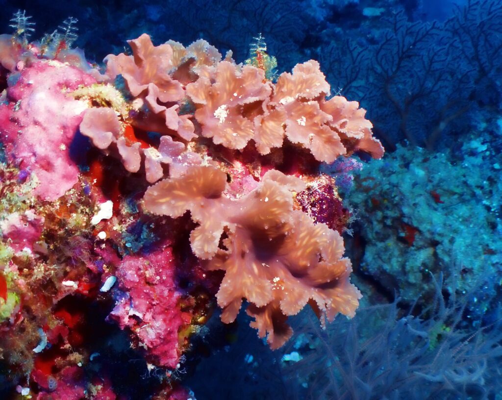 Lachsrosa Weichkorallen in gewellten Blättern an einer Wand voller leuchtend rosa Krustenkorallen, dahinter dunkles Blau