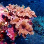 Lachsrosa Weichkorallen in gewellten Blättern an einer Wand voller leuchtend rosa Krustenkorallen, dahinter dunkles Blau