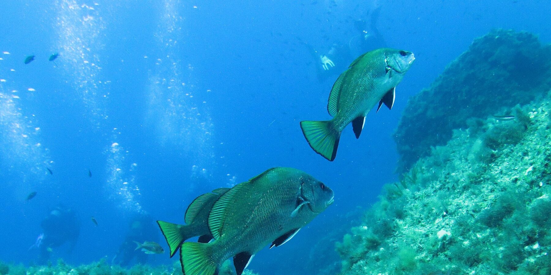 Drei Meerraben schwimmen im blauen Freiwasser nach rechts über einer algenbewachsenen Felswand: gewölbter Rücken, dunkles Kleid mit grünem Schimmer, schwarze, weiß gesäumte Bauch- und Afterflossen, gerade abgeschnittene, gelbgrüne Schwanzflosse mit schwarzem Rand; in der Ferne Taucher und ihre Blasen.