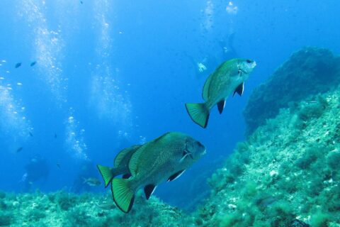 Drei Meerraben schwimmen im blauen Freiwasser nach rechts über einer algenbewachsenen Felswand: gewölbter Rücken, dunkles Kleid mit grünem Schimmer, schwarze, weiß gesäumte Bauch- und Afterflossen, gerade abgeschnittene, gelbgrüne Schwanzflosse mit schwarzem Rand; in der Ferne Taucher und ihre Blasen.