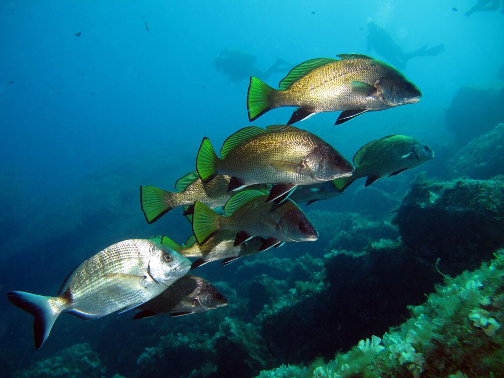Eine Gruppe Meerraben schwimmt nach rechts über algenbewachsenen Felsen, Taucher in der Ferne: goldbraunes, fein beschupptes Kleid, gelbgrüne Rücken- und Schwanzflossen mit schwarzem Rand, schwarze, weiß gesäumte Bauch- und Afterflossen; im Vordergrund zieht eine silberne Geißbrasse vorbei.