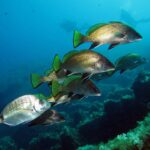 Eine Gruppe Meerraben schwimmt nach rechts über algenbewachsenen Felsen, Taucher in der Ferne: goldbraunes, fein beschupptes Kleid, gelbgrüne Rücken- und Schwanzflossen mit schwarzem Rand, schwarze, weiß gesäumte Bauch- und Afterflossen; im Vordergrund zieht eine silberne Geißbrasse vorbei.