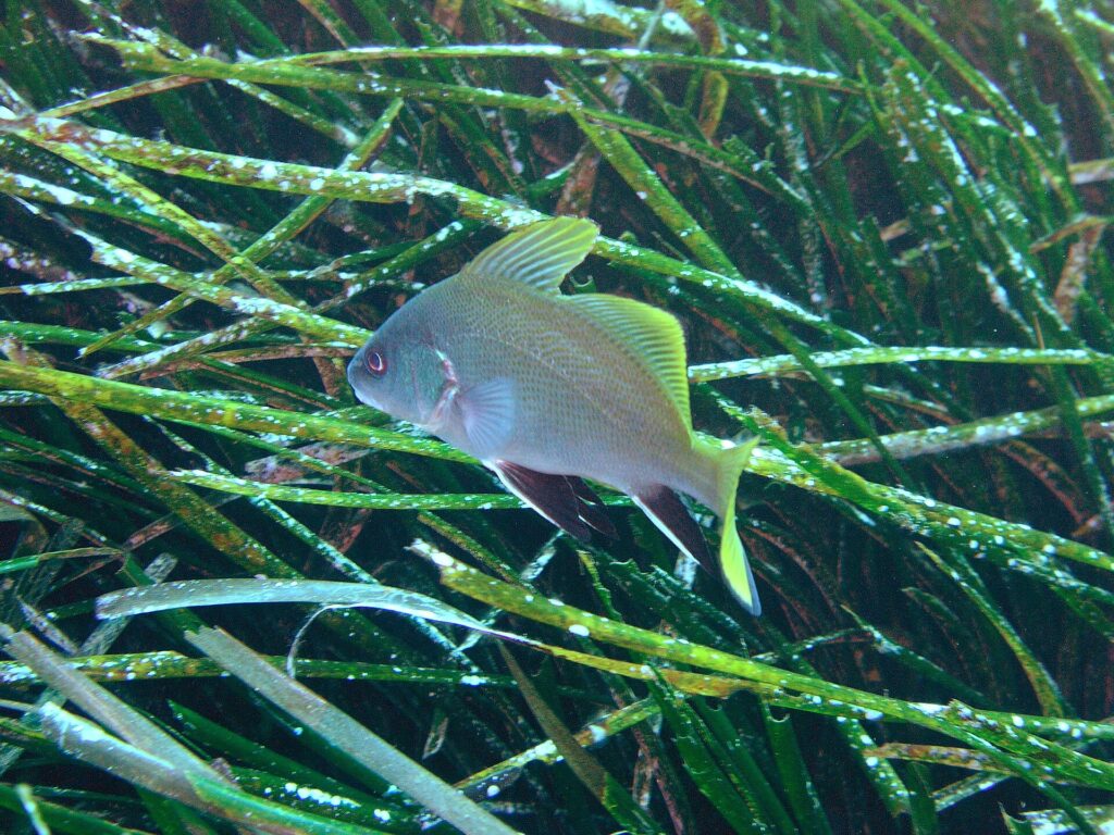 Ein junger Meerrabe schwimmt nach links über einer Neptungraswiese: hellgrauer, fein gepunkteter Körper, leuchtend gelbe Rückenflossen und Schwanzflosse, schwarze, weiß gesäumte Bauch- und Afterflossen.