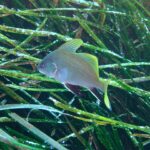 Ein junger Meerrabe schwimmt nach links über einer Neptungraswiese: hellgrauer, fein gepunkteter Körper, leuchtend gelbe Rückenflossen und Schwanzflosse, schwarze, weiß gesäumte Bauch- und Afterflossen.