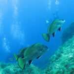 Drei Meerraben mit bronzegrünem Schimmer und schwarz gesäumten Flossen schwimmen über algenbewachsenen Felsen, vor Tauchern und ihren Luftblasensäulen im Blau.