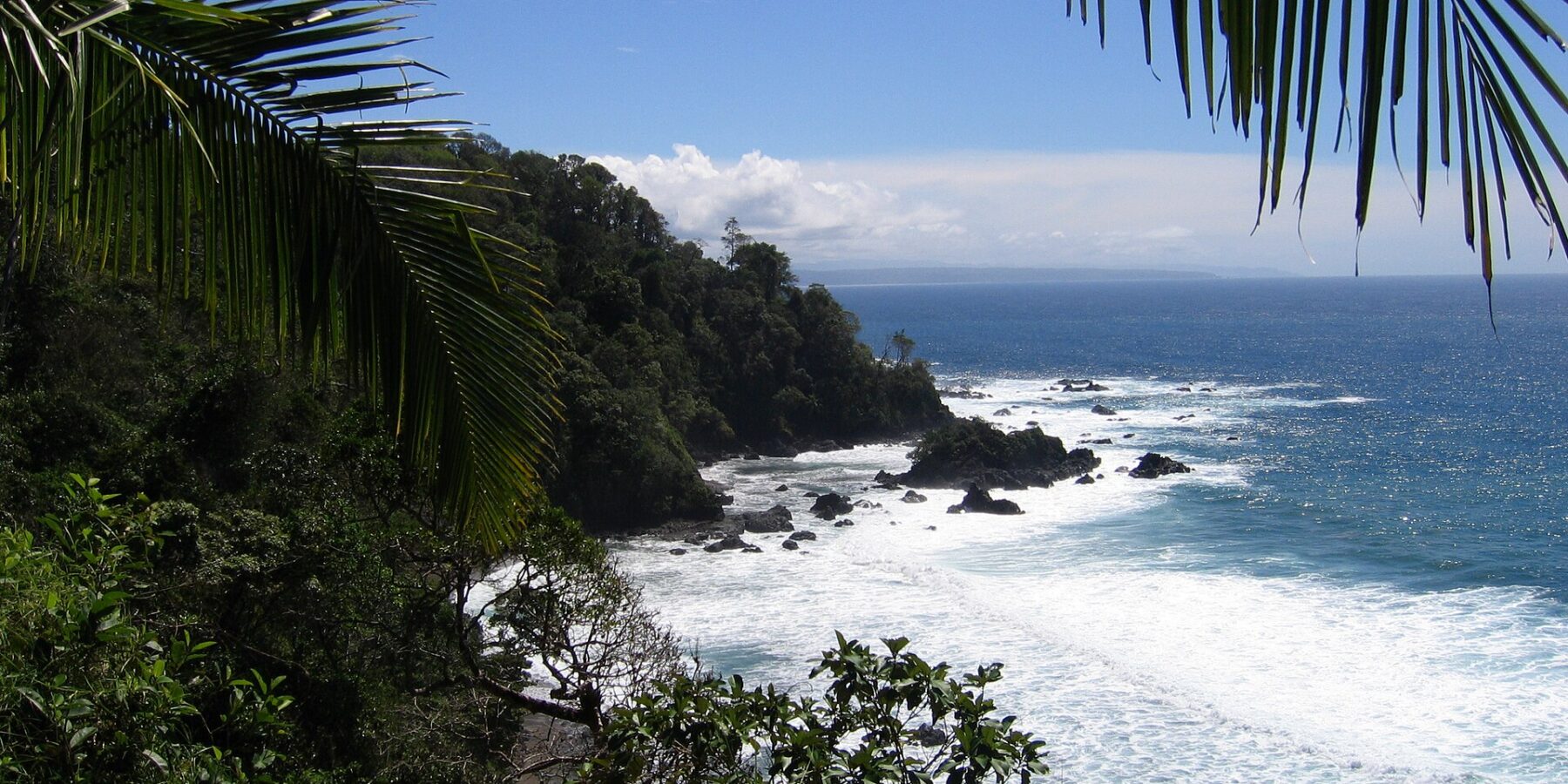 Die felsige, bewaldete Küste der Isla del Caño durch Kokospalmwedel gesehen, weiße Gischt an den Felsen und blauer Ozean bis zum Horizont