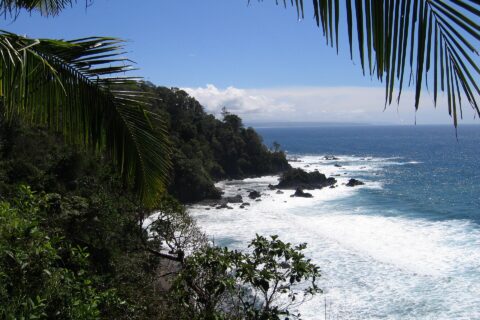 Die felsige, bewaldete Küste der Isla del Caño durch Kokospalmwedel gesehen, weiße Gischt an den Felsen und blauer Ozean bis zum Horizont