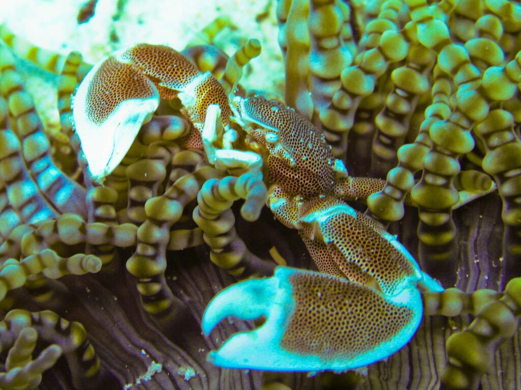 Nahaufnahme eines gefleckten Porzellankrebses mit geöffneten Scheren, zwischen den Tentakeln einer Anemone mit runden Spitzen