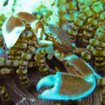 Nahaufnahme eines gefleckten Porzellankrebses mit geöffneten Scheren, zwischen den Tentakeln einer Anemone mit runden Spitzen
