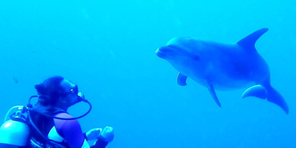 Ein Großer Tümmler nähert sich frontal einem reglosen Taucher, in tiefblauem Wasser