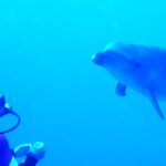 Ein Großer Tümmler nähert sich frontal einem reglosen Taucher, in tiefblauem Wasser