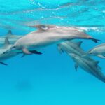 Eine Gruppe von sechs Spinner-Delfinen schwimmt unter der Oberfläche in türkisfarbenem Wasser im Roten Meer