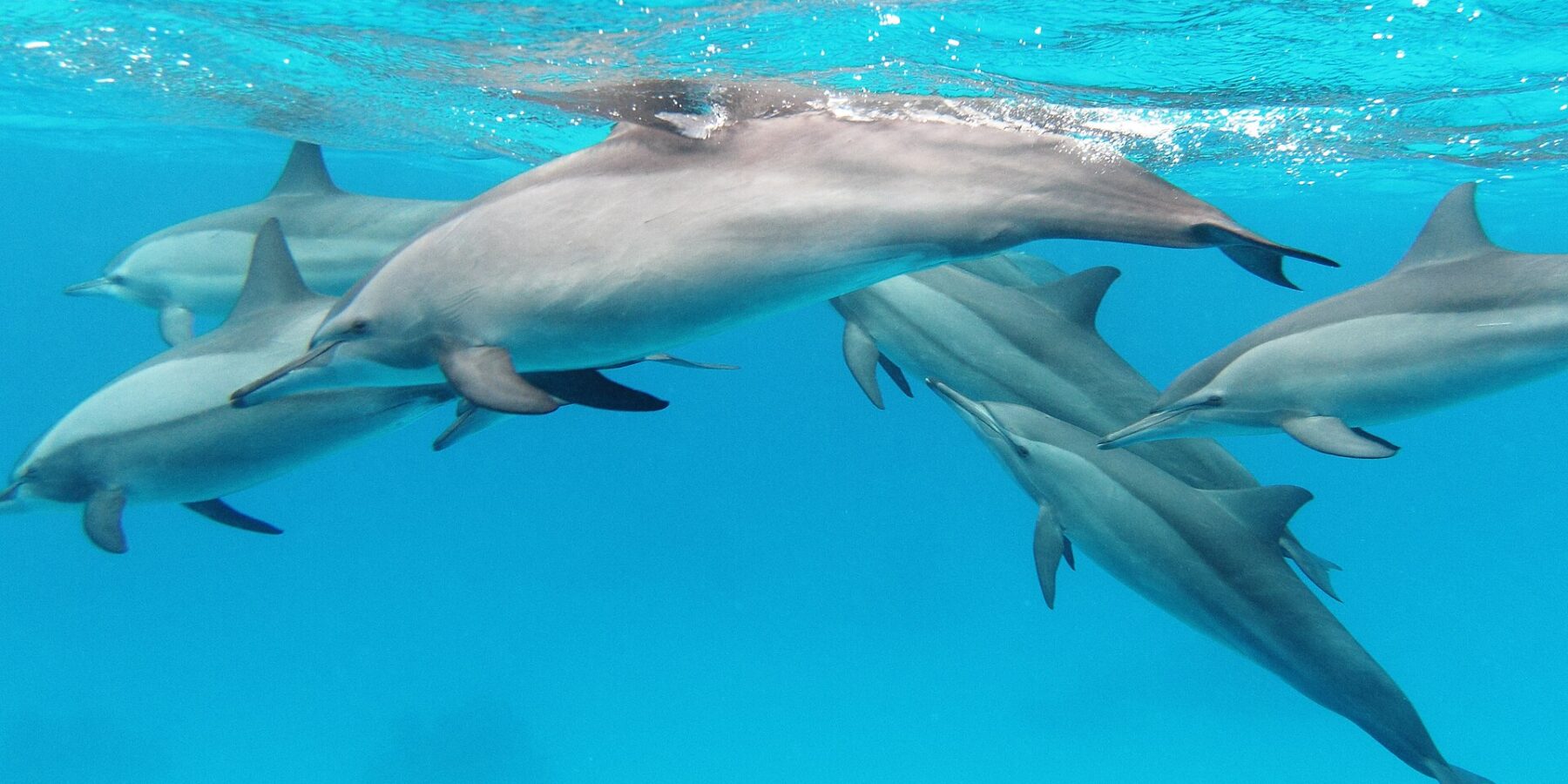 Eine Gruppe von sechs Spinner-Delfinen schwimmt unter der Oberfläche in türkisfarbenem Wasser im Roten Meer