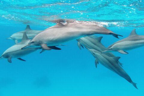 Eine Gruppe von sechs Spinner-Delfinen schwimmt unter der Oberfläche in türkisfarbenem Wasser im Roten Meer