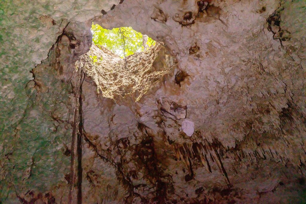 Blick vom Wasser zu einer runden Öffnung in der Decke der Cenote, draußen grüner Dschungel, herabhängende Wurzeln und Stalaktiten am weißen Gewölbe