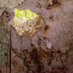 Blick vom Wasser zu einer runden Öffnung in der Decke der Cenote, draußen grüner Dschungel, herabhängende Wurzeln und Stalaktiten am weißen Gewölbe