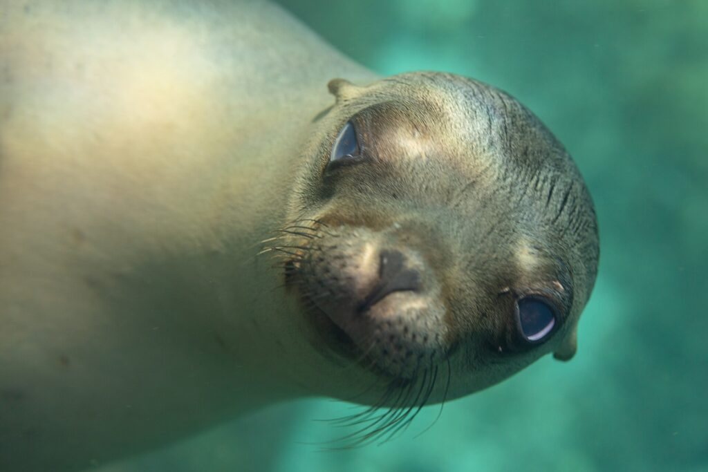 Nahaufnahme des Kopfes eines jungen Kalifornischen Seelöwen, der in die Kamera schaut, die Schnauze nach vorn, mit hellen Schnurrhaaren, in türkisem Wasser