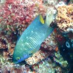 Ein grünblauer Juwelen-Riffbarsch mit leuchtend blauen Punkten und gelbem Schwanz, kopfüber vor einem Felsen voller Rotalgen