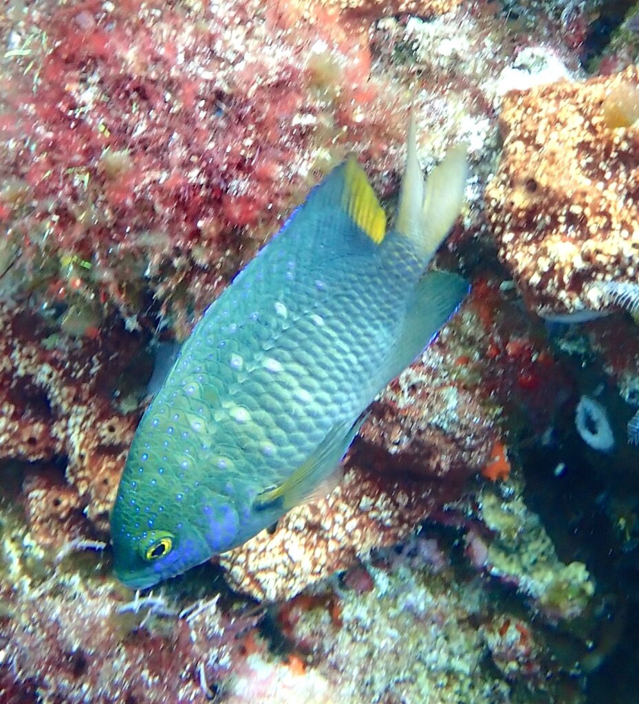 Ein grünblauer Juwelen-Riffbarsch mit leuchtend blauen Punkten und gelbem Schwanz, kopfüber vor einem Felsen voller Rotalgen