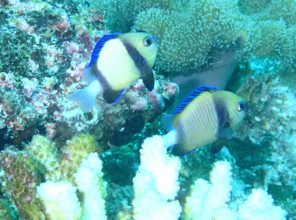 Zwei blassgelbe Preußenfische mit schwarzer Binde und blauen Flossen vor einer weißen Koralle und rosa Krustenkorallen, in grünem Wasser