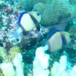 Zwei blassgelbe Preußenfische mit schwarzer Binde und blauen Flossen vor einer weißen Koralle und rosa Krustenkorallen, in grünem Wasser