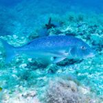 Eine Zahnbrasse schwimmt im Profil nach rechts über algenbewachsenem Felsgrund: ovaler, gestreckter Körper, bläulich grau mit rosa Schimmer, kleine schwarze Flecken auf Rücken und Flanken, großer Kopf mit gerundetem Profil und gegabelte Schwanzflosse.