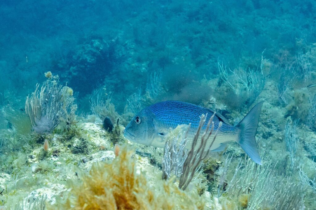 Eine erwachsene Zahnbrasse schwimmt nach links zwischen weißen Gorgonien über algenbewachsenem Felsgrund: leuchtend blauer Rücken mit kleinen dunklen Punkten, hellerer Bauch, massiger Kopf mit gerundetem Profil und gegabelte Schwanzflosse.