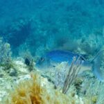 Eine erwachsene Zahnbrasse schwimmt nach links zwischen weißen Gorgonien über algenbewachsenem Felsgrund: leuchtend blauer Rücken mit kleinen dunklen Punkten, hellerer Bauch, massiger Kopf mit gerundetem Profil und gegabelte Schwanzflosse.