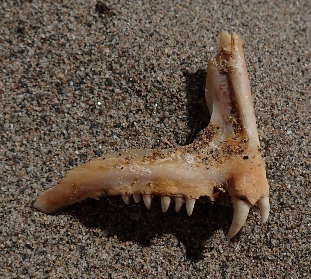 Ein Kieferknochen einer Zahnbrasse auf Sand: eine Reihe kleiner, kegelförmiger Zähne und vorn zwei große, weiße, gebogene Fangzähne.