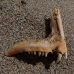 Ein Kieferknochen einer Zahnbrasse auf Sand: eine Reihe kleiner, kegelförmiger Zähne und vorn zwei große, weiße, gebogene Fangzähne.