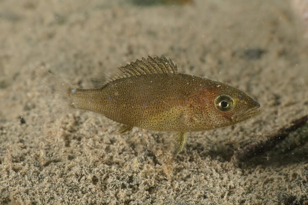 Eine junge Zahnbrasse dicht über Sandgrund: gestreckter, olivbrauner Körper mit winzigen schwarzen Punkten, einige blaue Punkte, großes goldenes Auge, fast gerades Kopfprofil und aufgestellte, stachelige Rückenflosse.
