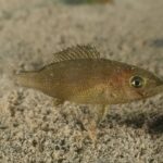 Eine junge Zahnbrasse dicht über Sandgrund: gestreckter, olivbrauner Körper mit winzigen schwarzen Punkten, einige blaue Punkte, großes goldenes Auge, fast gerades Kopfprofil und aufgestellte, stachelige Rückenflosse.