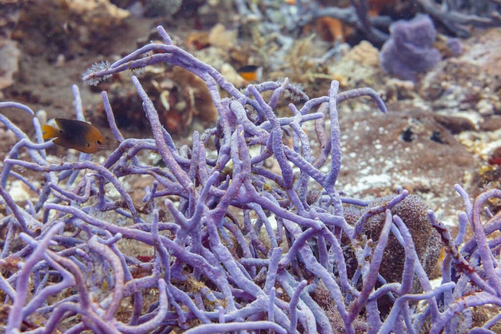 Ein Busch violetter Seilschwämme am Riff von Cozumel, davor ein kleiner brauner Riffbarsch mit gelbem Schwanz
