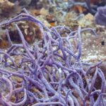 Ein Busch violetter Seilschwämme am Riff von Cozumel, davor ein kleiner brauner Riffbarsch mit gelbem Schwanz
