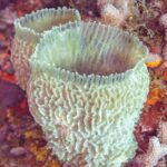 Ein Azurvasenschwamm, ein blaugrüner Kelch mit gefalteten Wänden, aufgerichtet auf einer Wand voller Rotalgen und Korallen, auf Cozumel