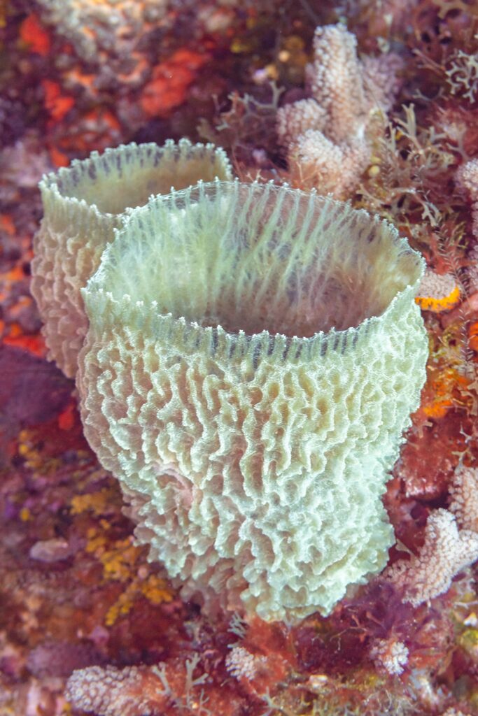 Ein Azurvasenschwamm, ein blaugrüner Kelch mit gefalteten Wänden, aufgerichtet auf einer Wand voller Rotalgen und Korallen, auf Cozumel