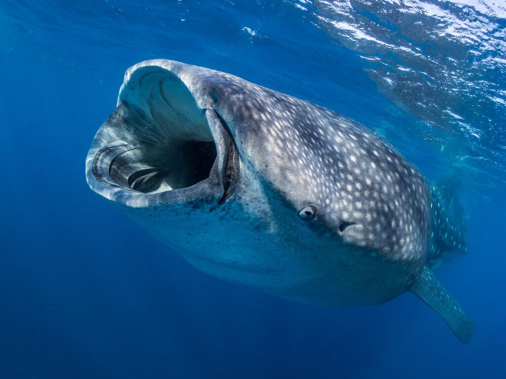 Ein Walhai von vorn knapp unter der Oberfläche, das Maul weit geöffnet, um Plankton zu filtern, die graue Haut weiß getupft, in tiefblauem Wasser